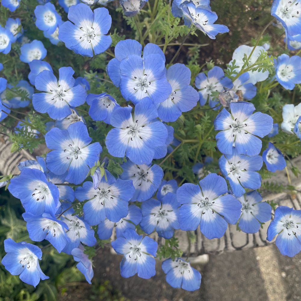 星の隅っこで踊る