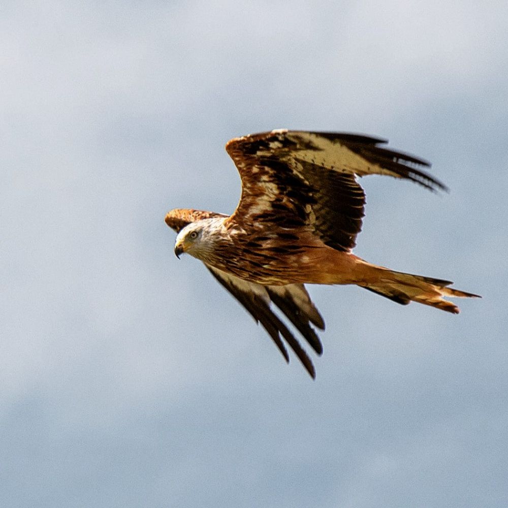 PeregrineF1