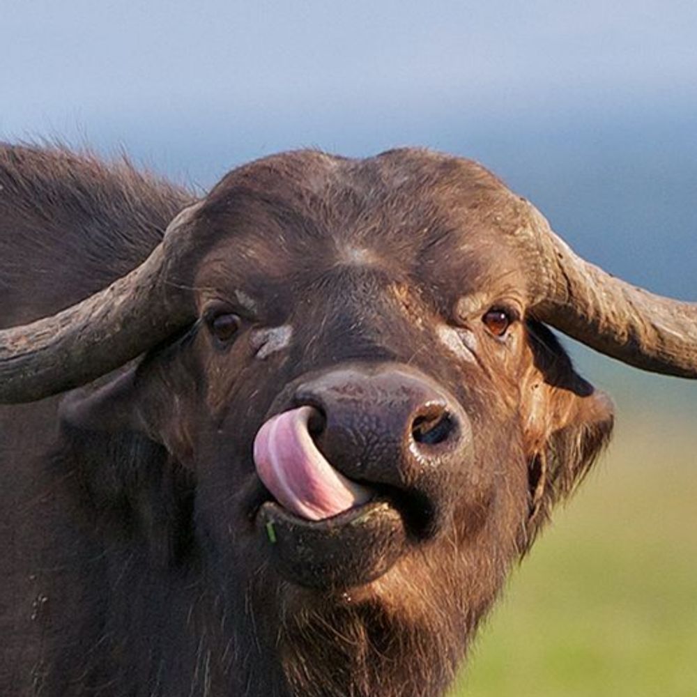 Sir Buffalo