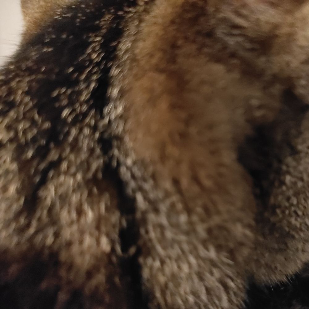 ラテち（猫）