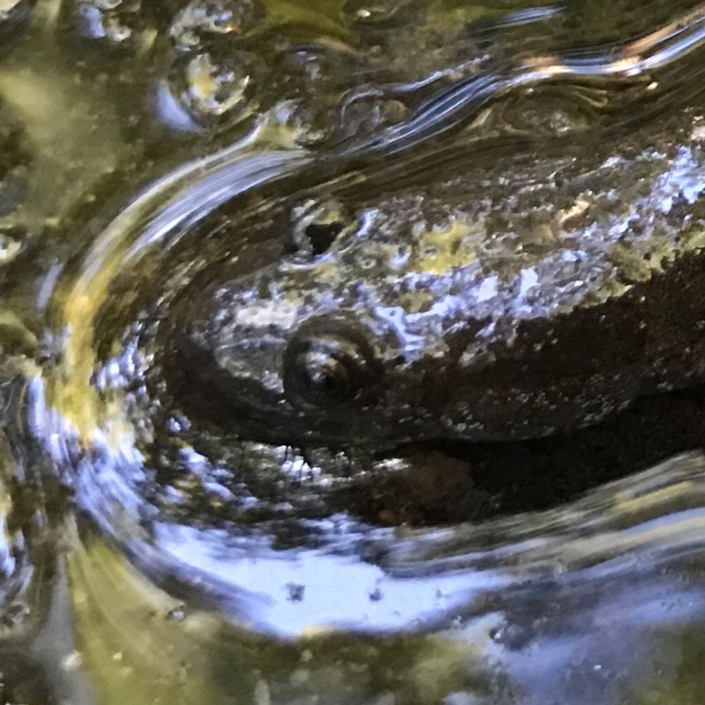 saprophagic scuttler