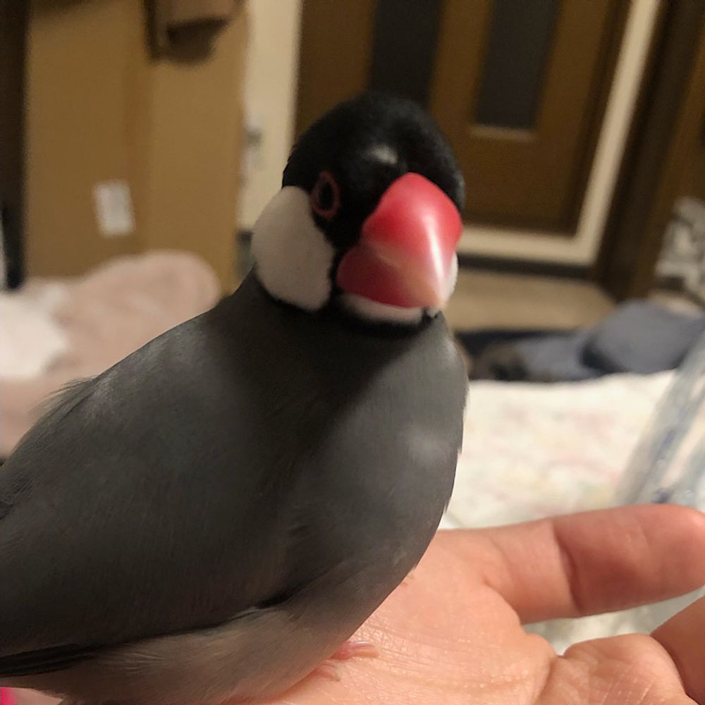 とりごん