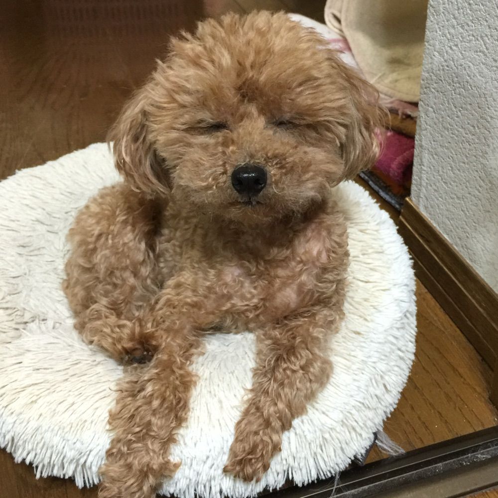 めもこ