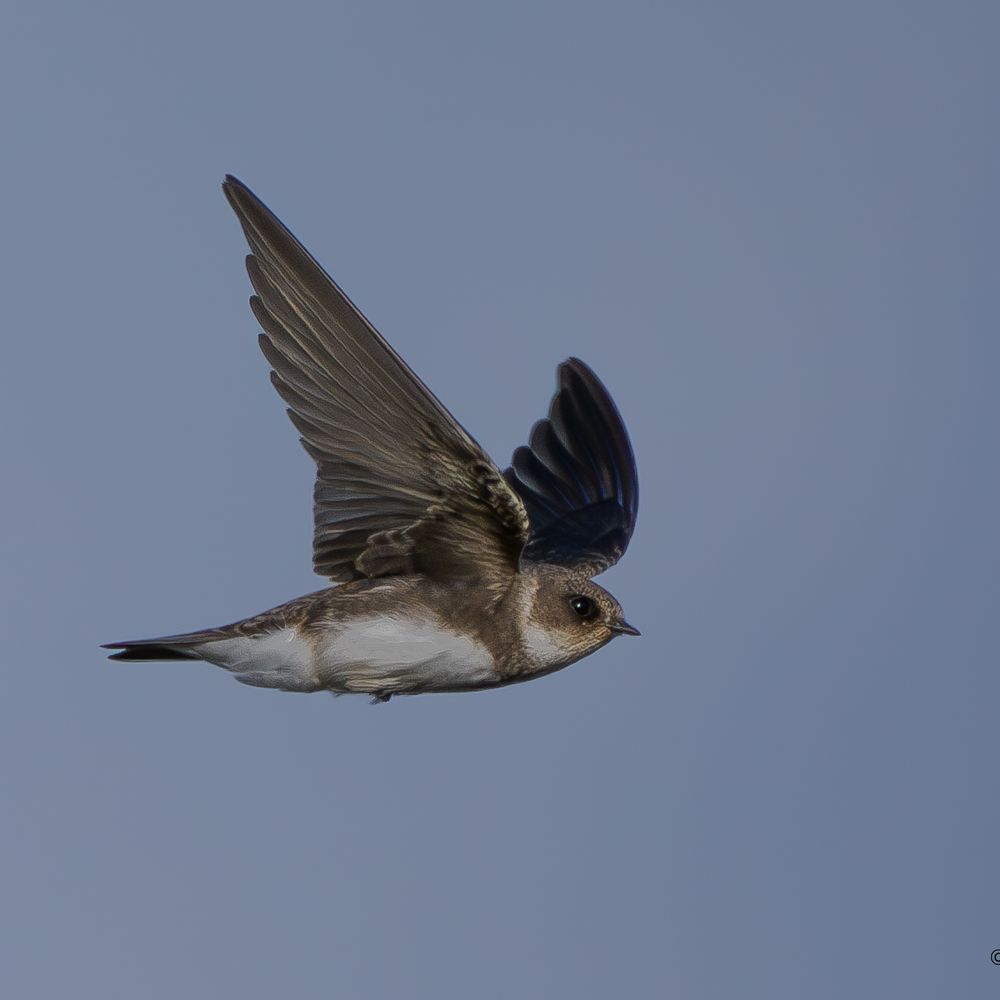 DorsetBirds