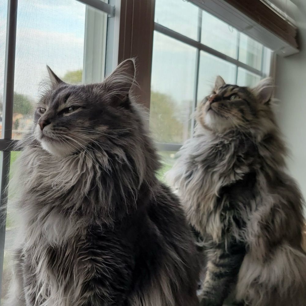 Gracie and Georgie 🐾