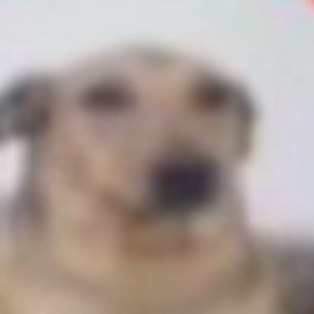 Cachorro Leandro