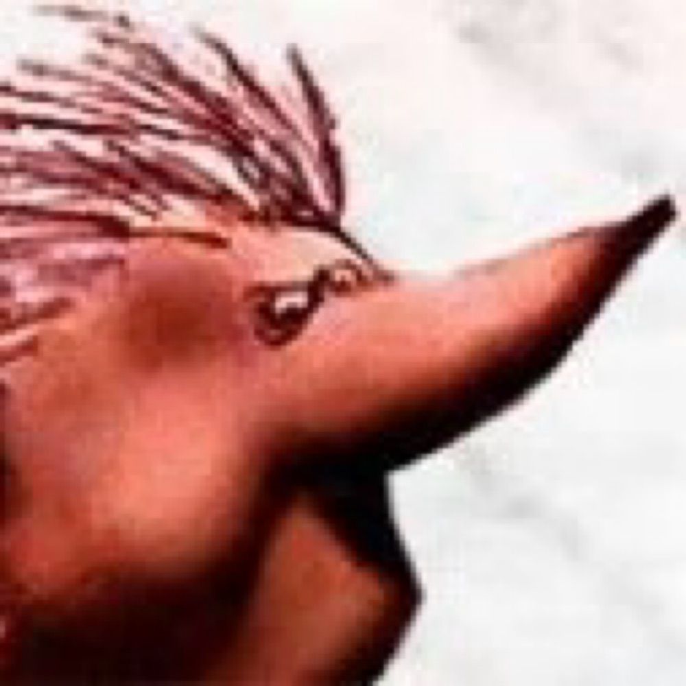Spiny Norman