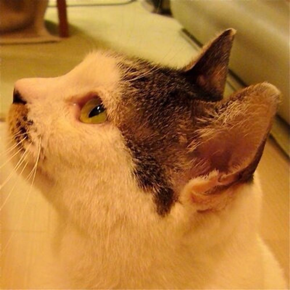 ねもと◆漫画編集者