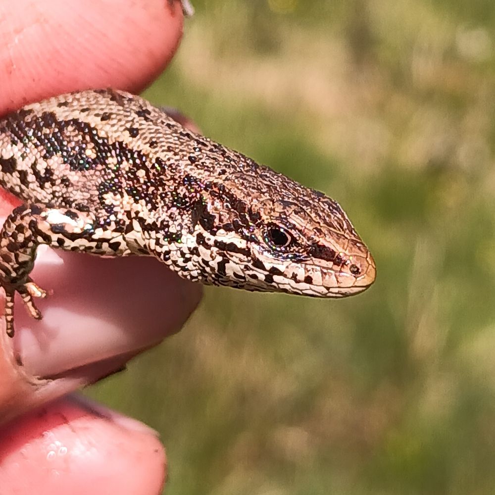 Team Lizard