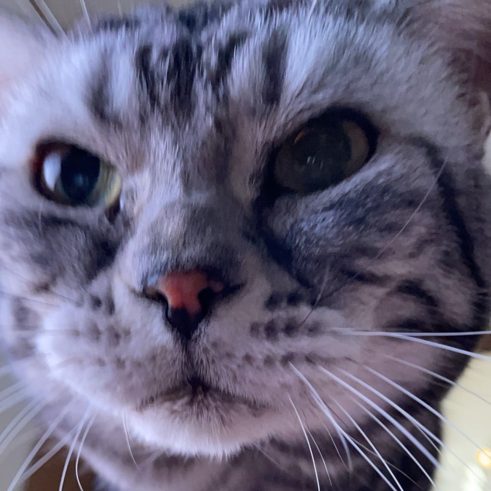 猫と昼寝