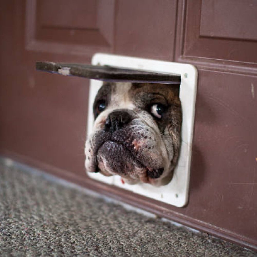 FunnyDogPictures