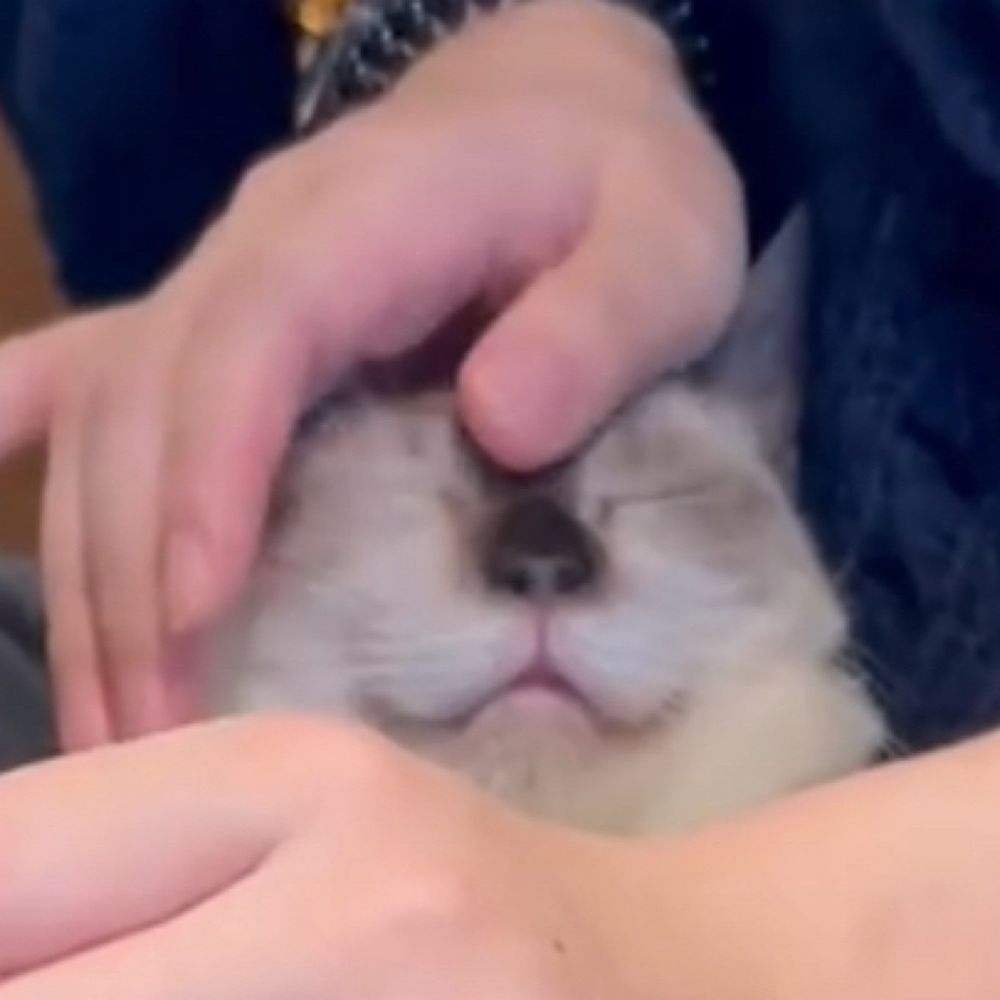 こいぬ