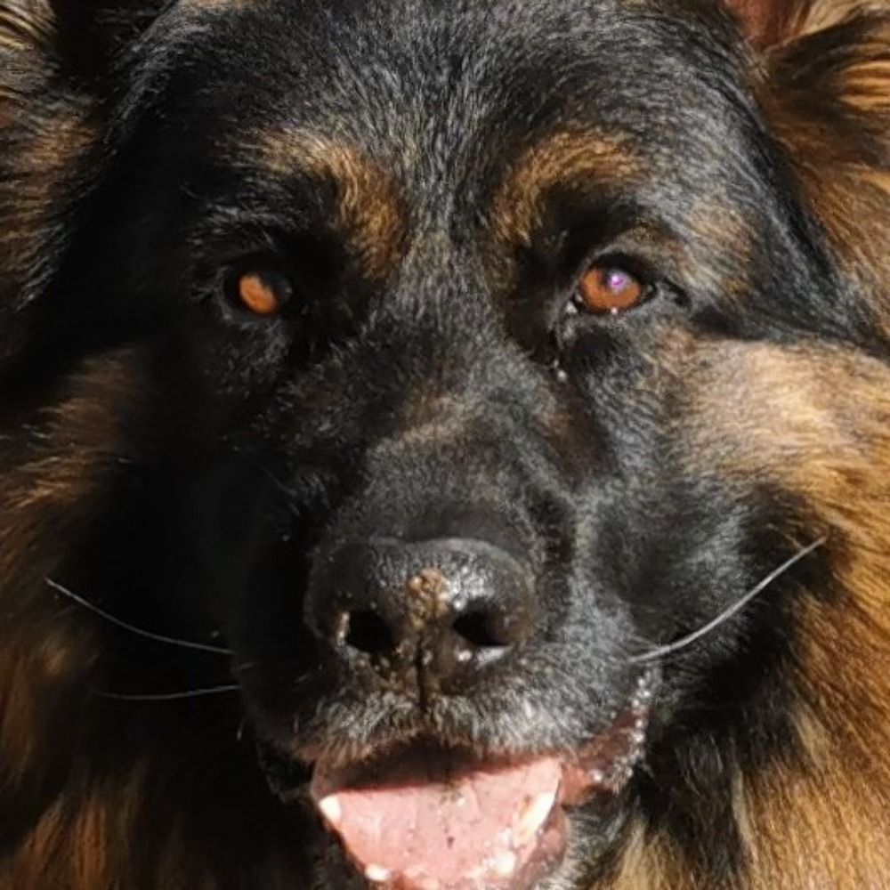 DotaWolf