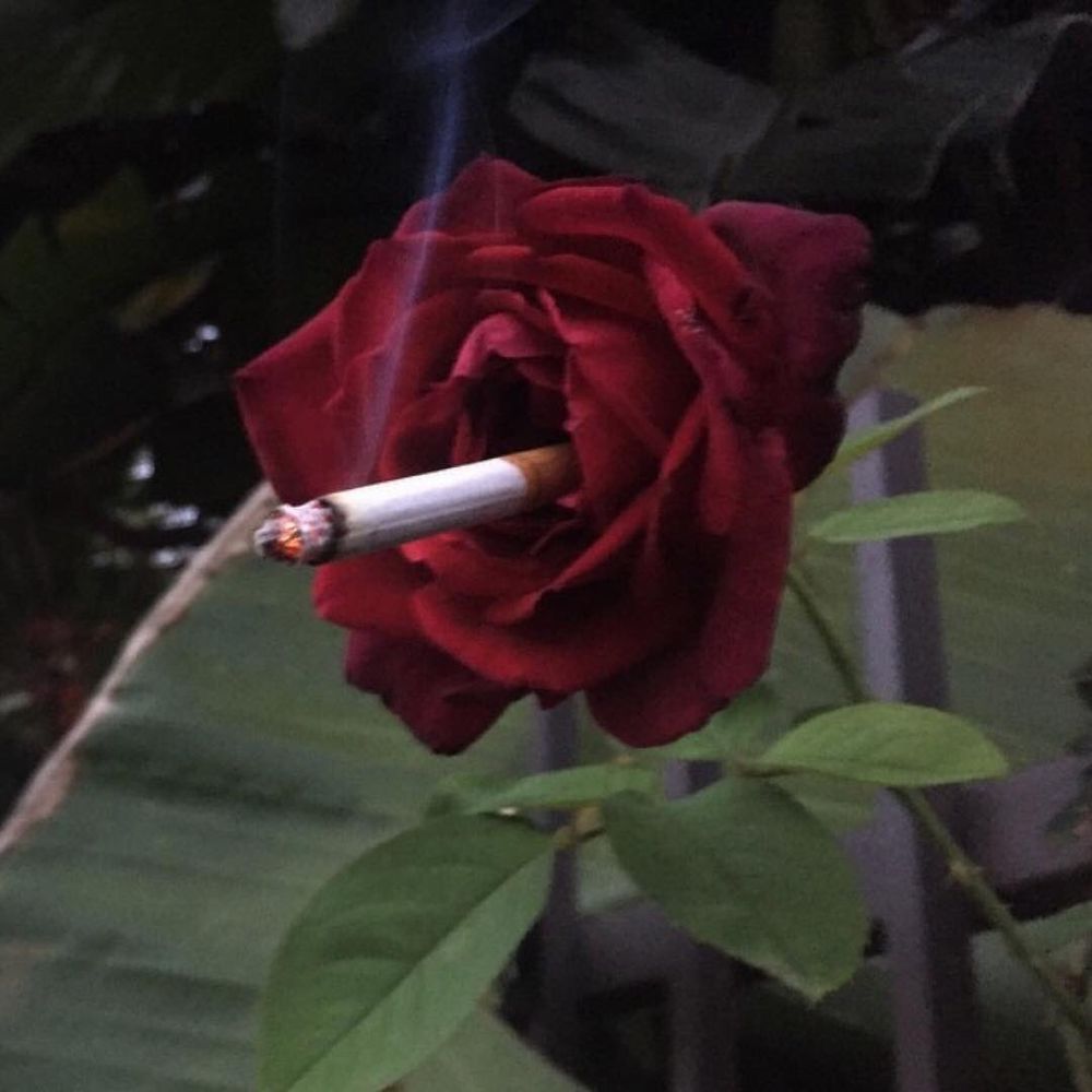 WuffleBox ~ Rose ~