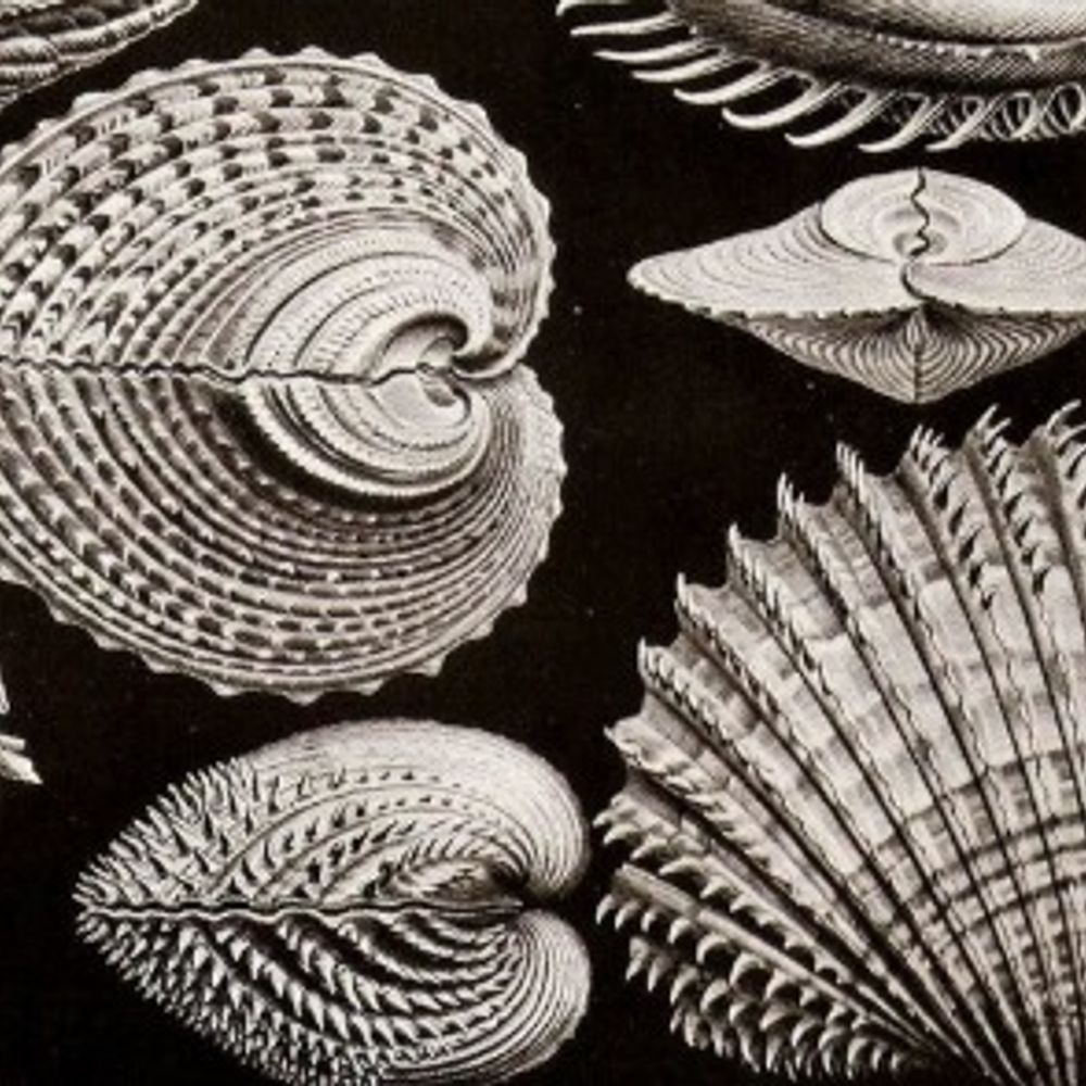 Shells and Pebbles