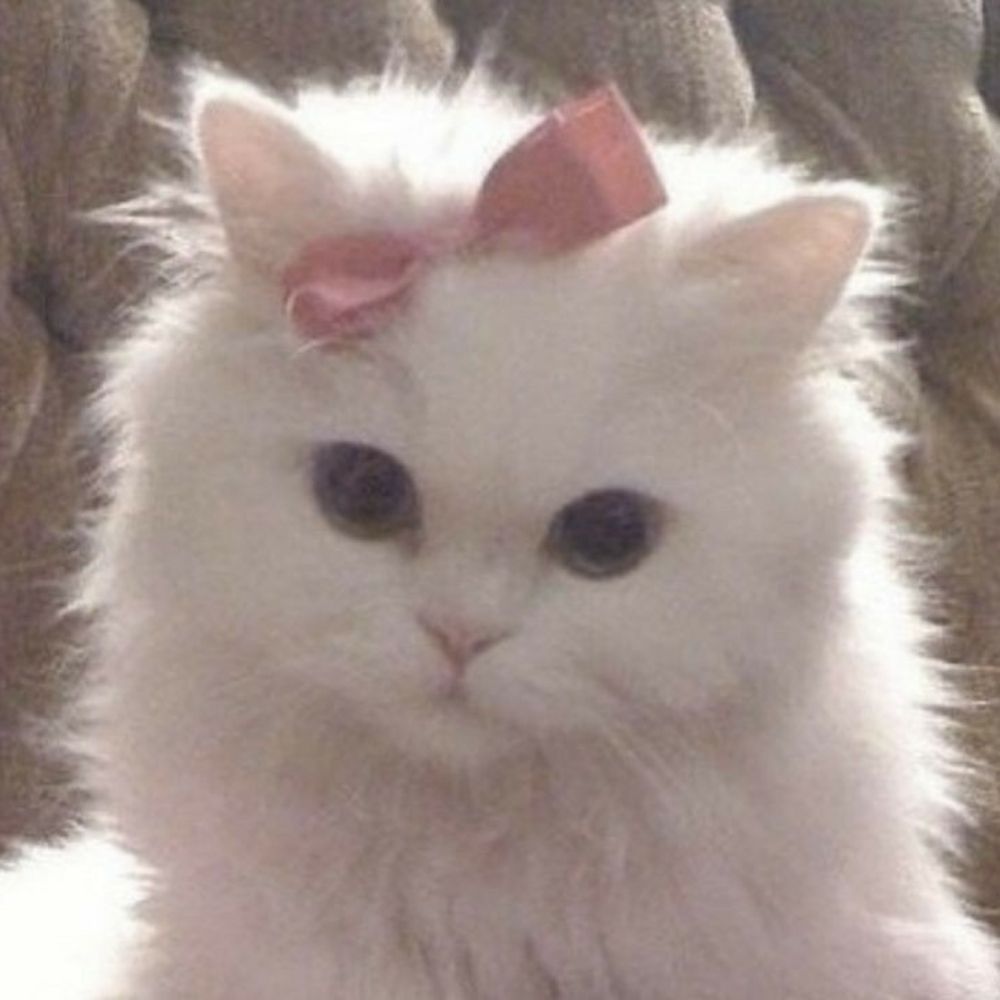 Kittyeeii