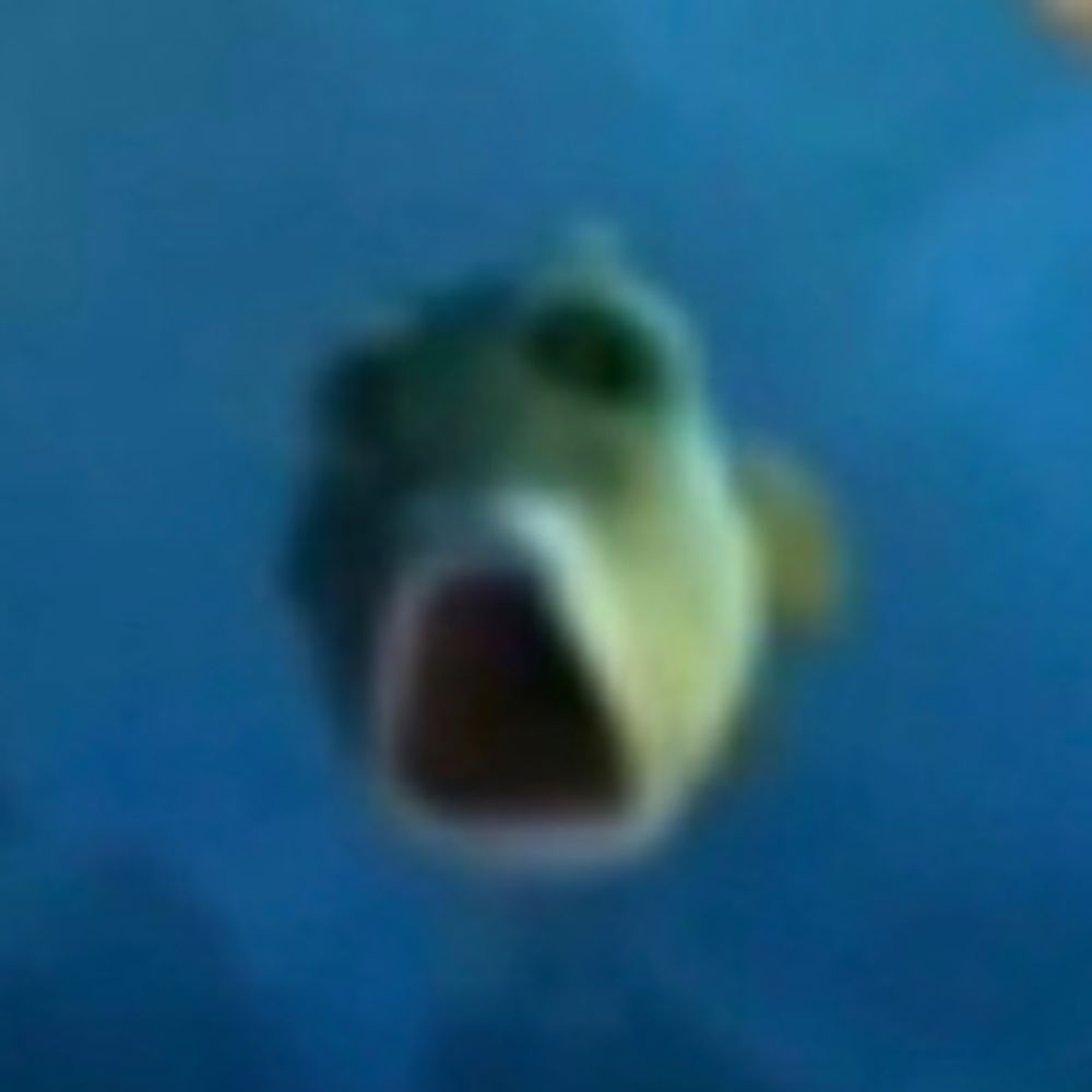 Marius