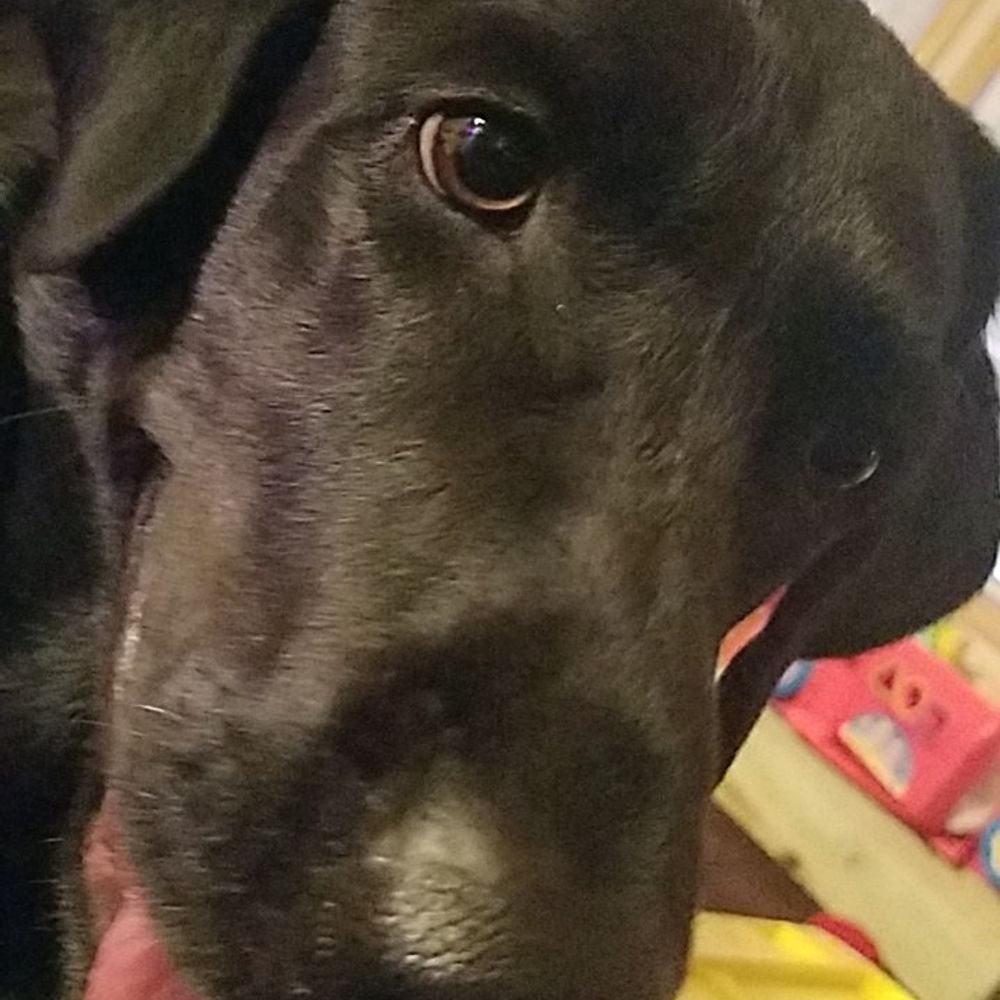 ThatDustyDog