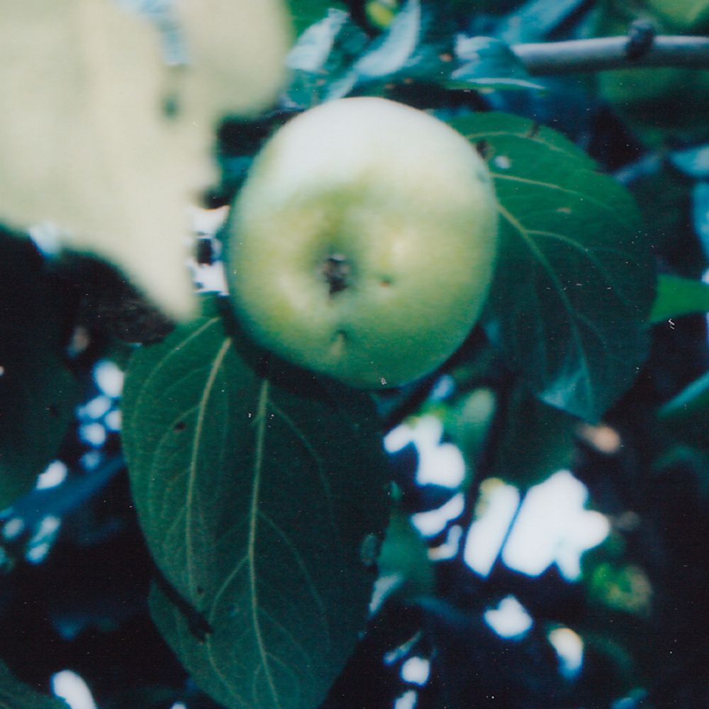 Plumbum