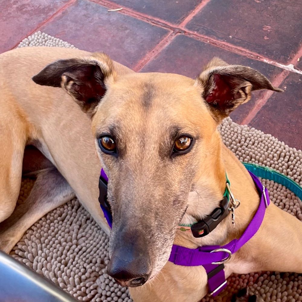 Juno the greyhound