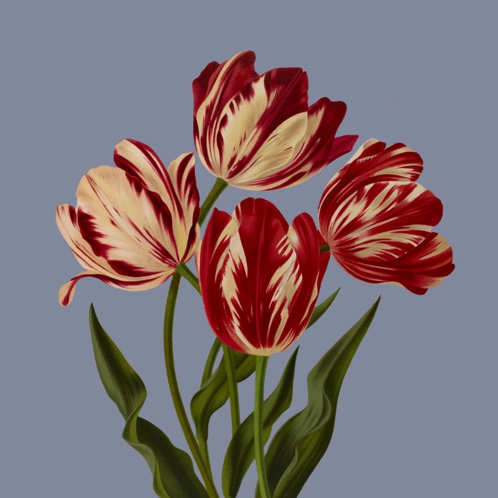 tulipathy