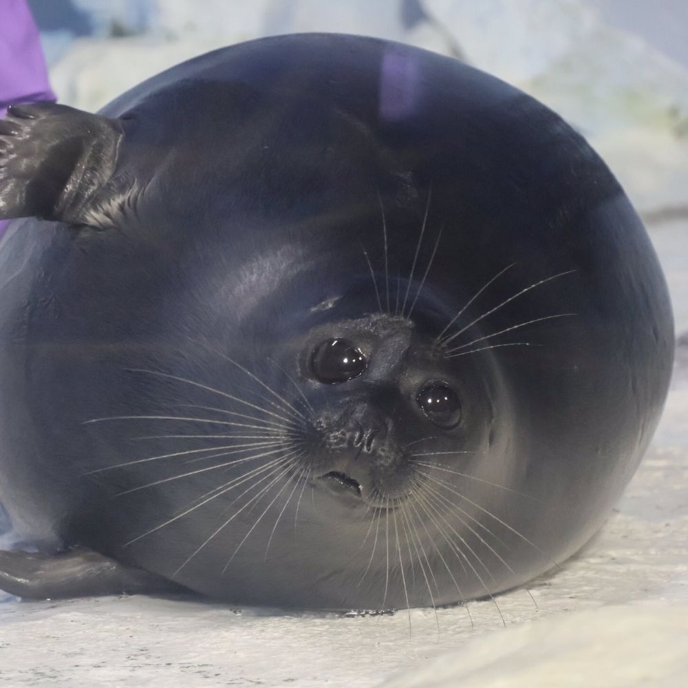 Seal