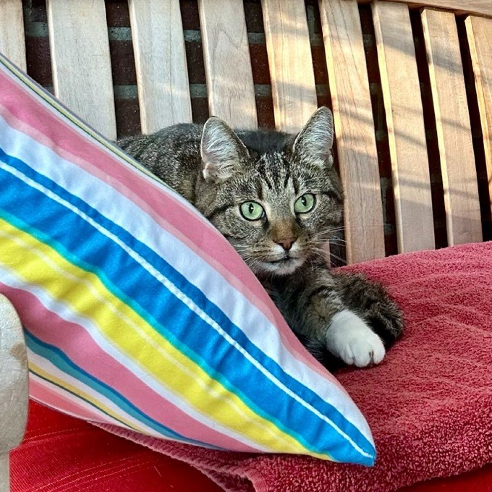 Seelenkatze