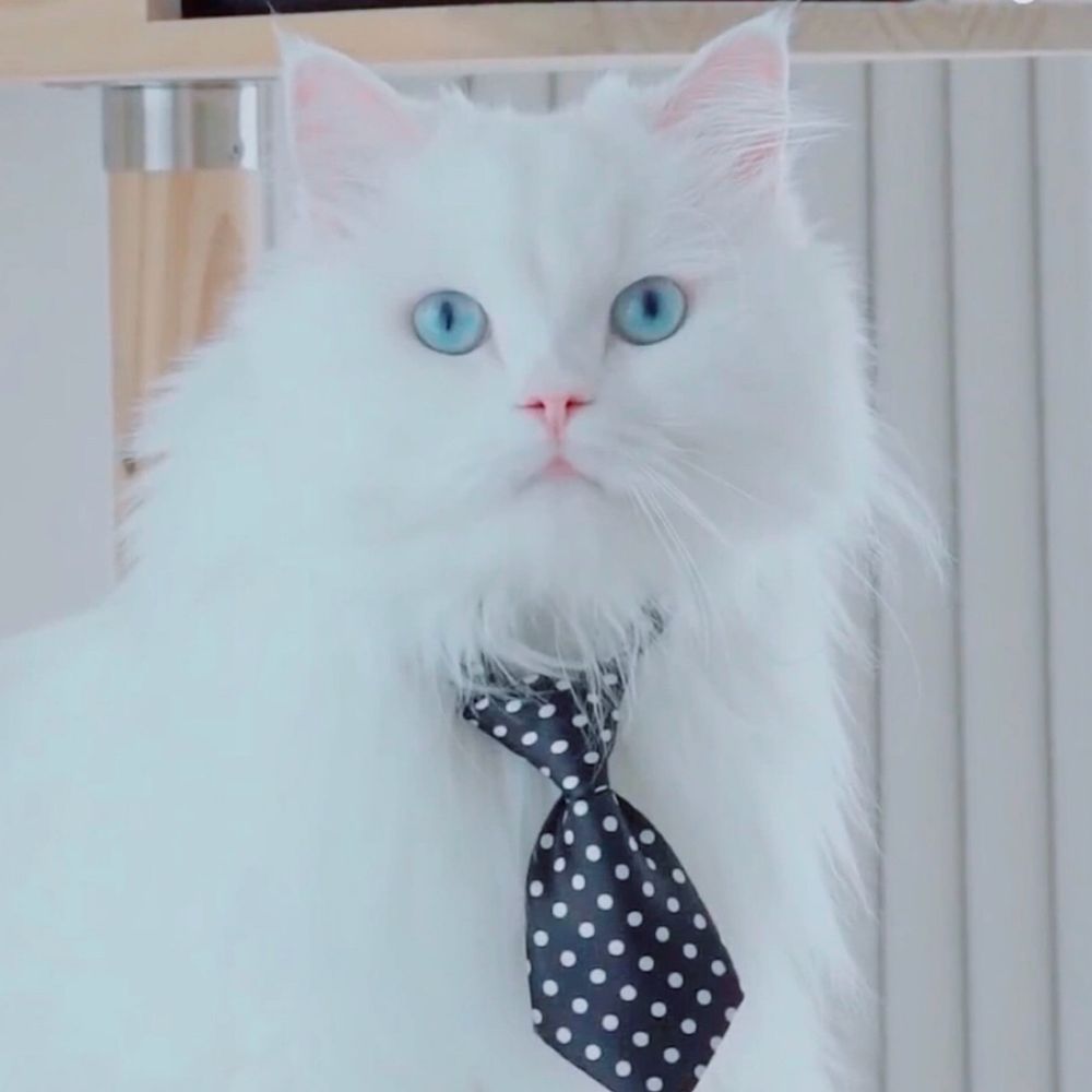 🧡🍊🎃🔶🔸🍁🔸🔶🎃🍊🧡