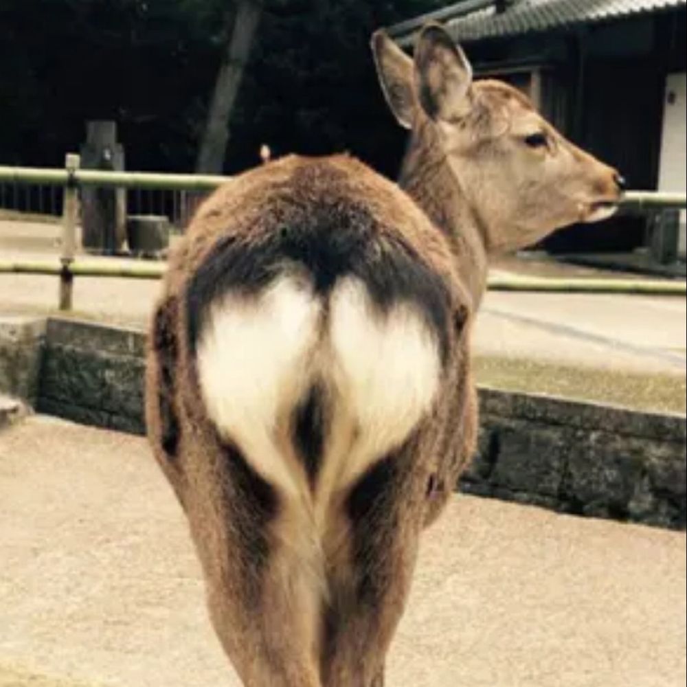 ももえび