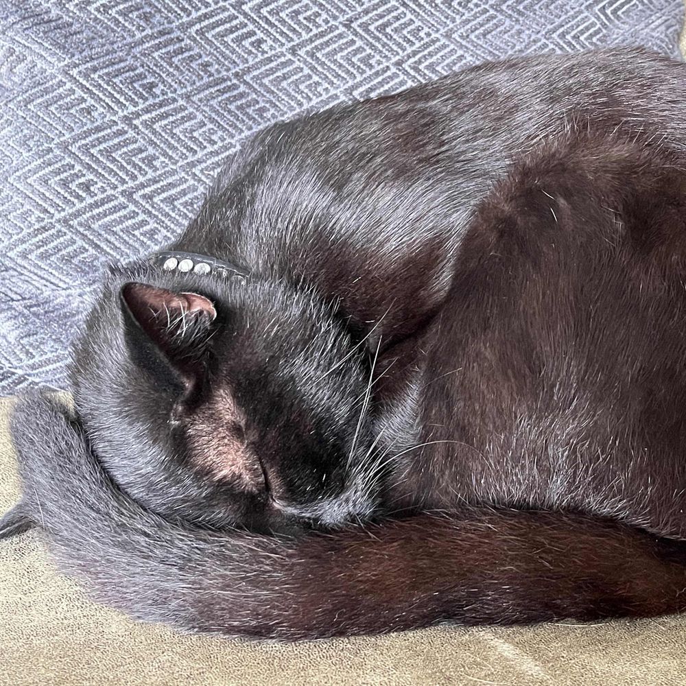 Pim, Pom Binky en Lucky furr🌈 en su mens