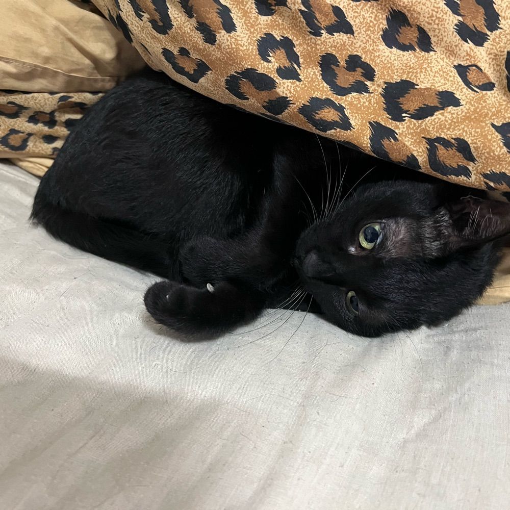 棒棒糖
