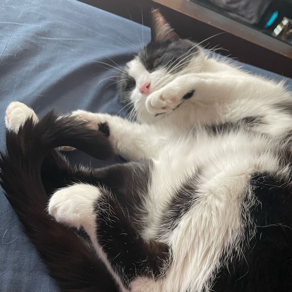 cat