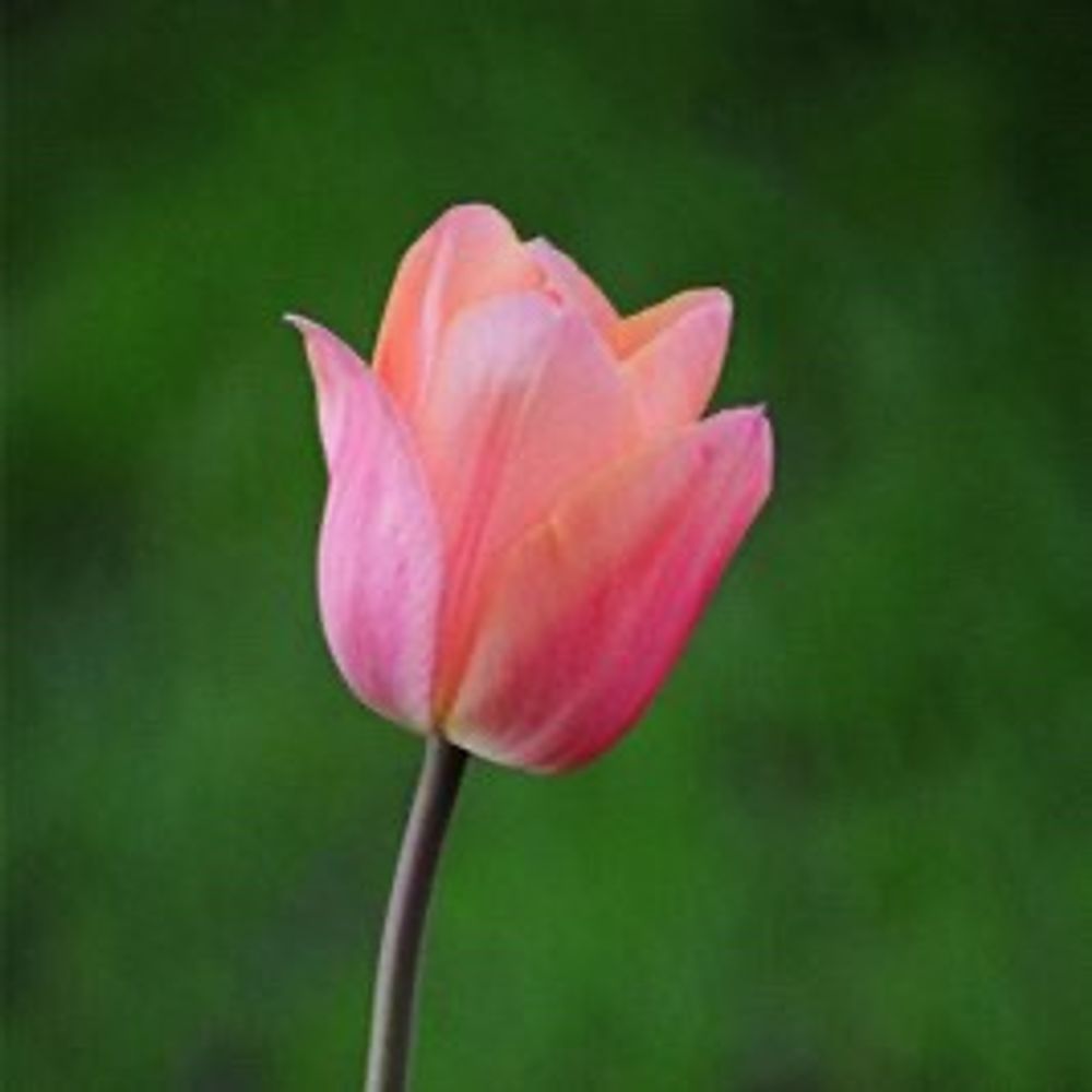 TulipanoRosa
