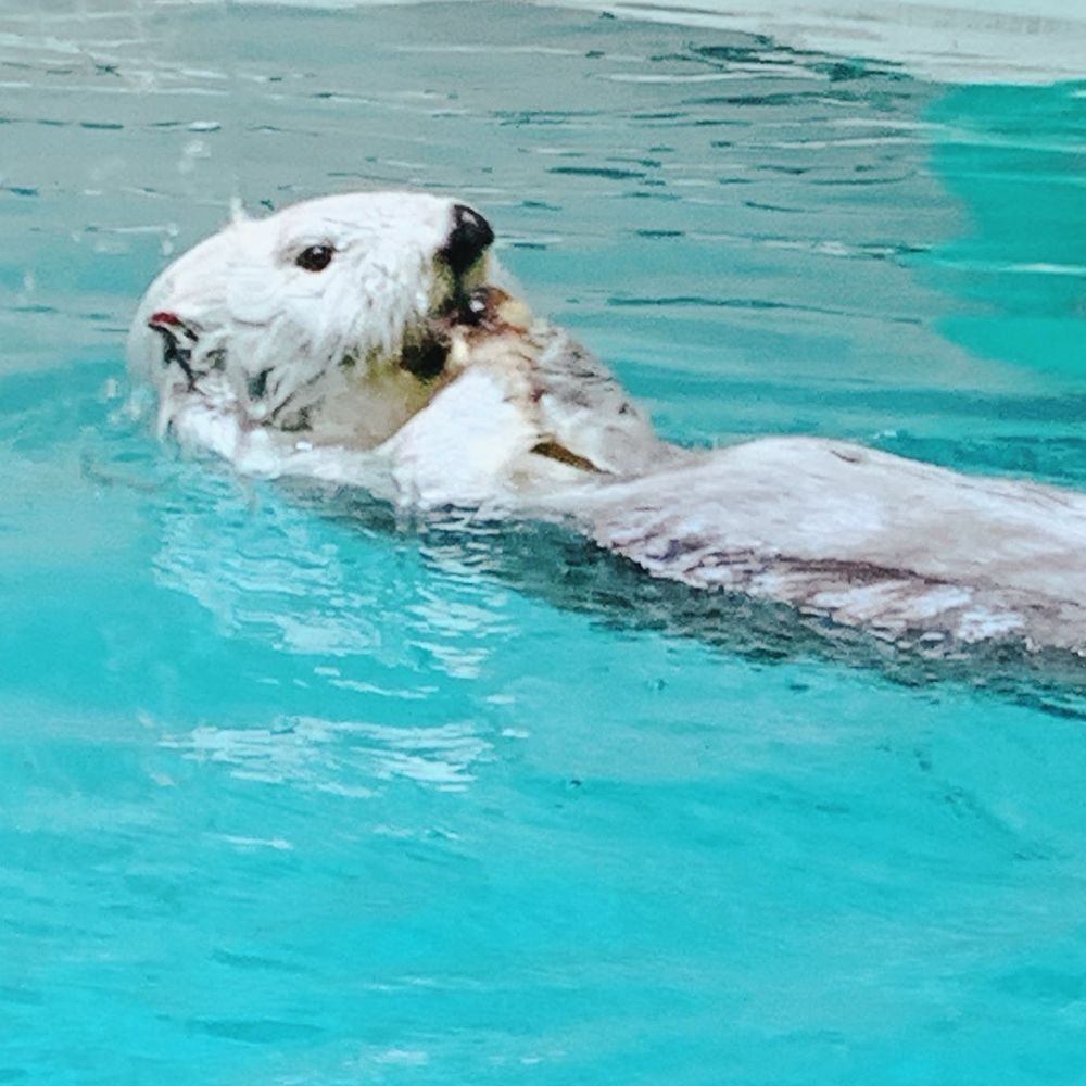 きねま