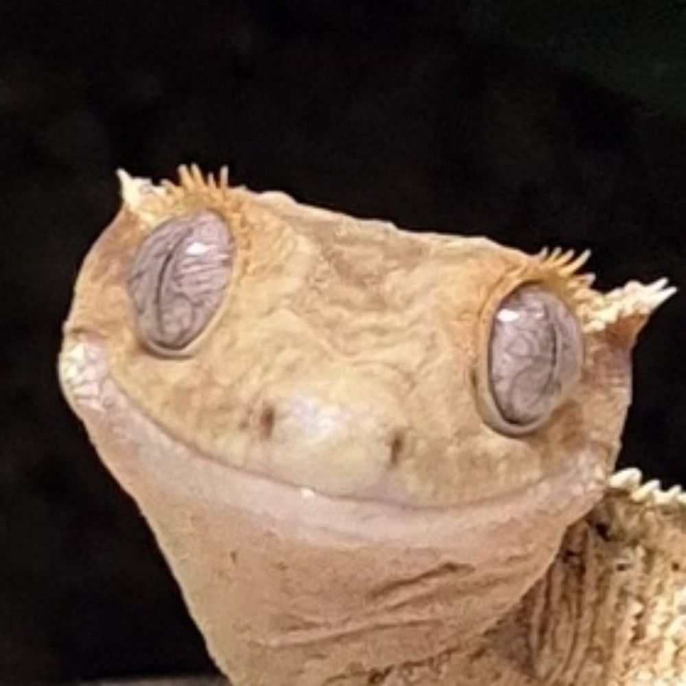 네모
