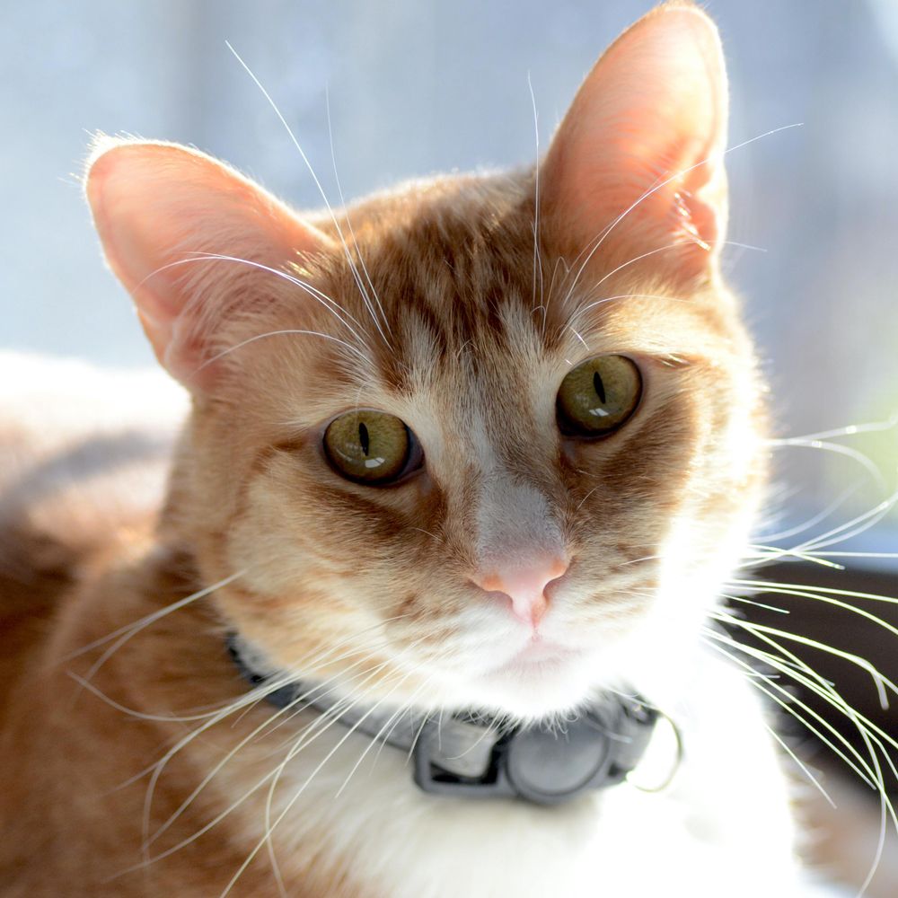 chali2na.bsky.social