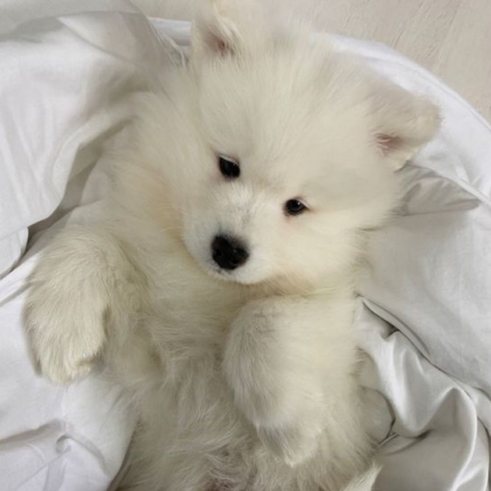 행주