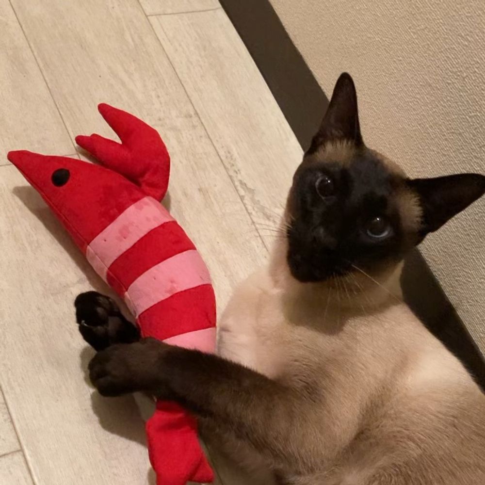シャムネコが好き