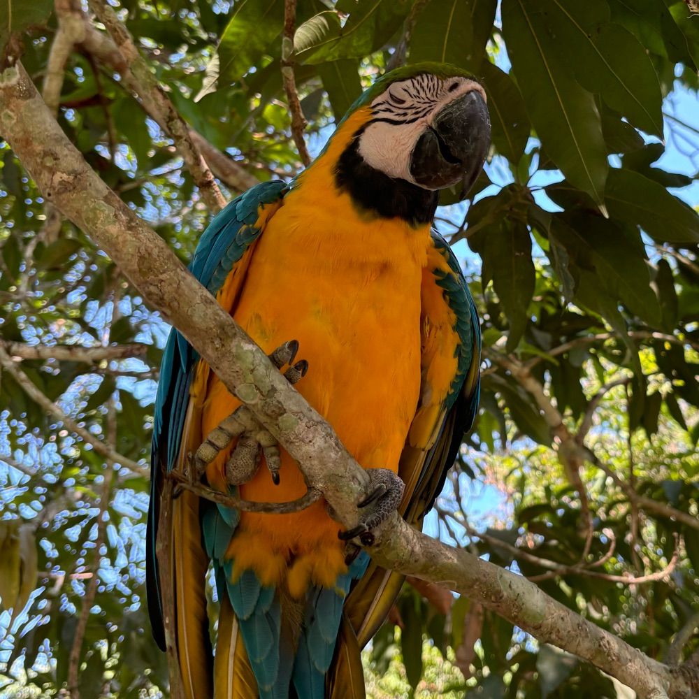 Victor