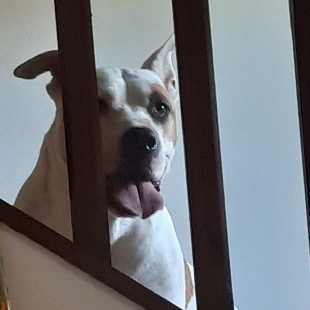 ZAK