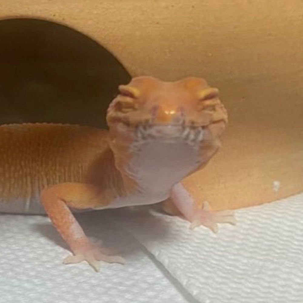 ニンゲンモドキ