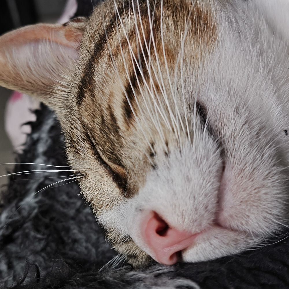 Léo
