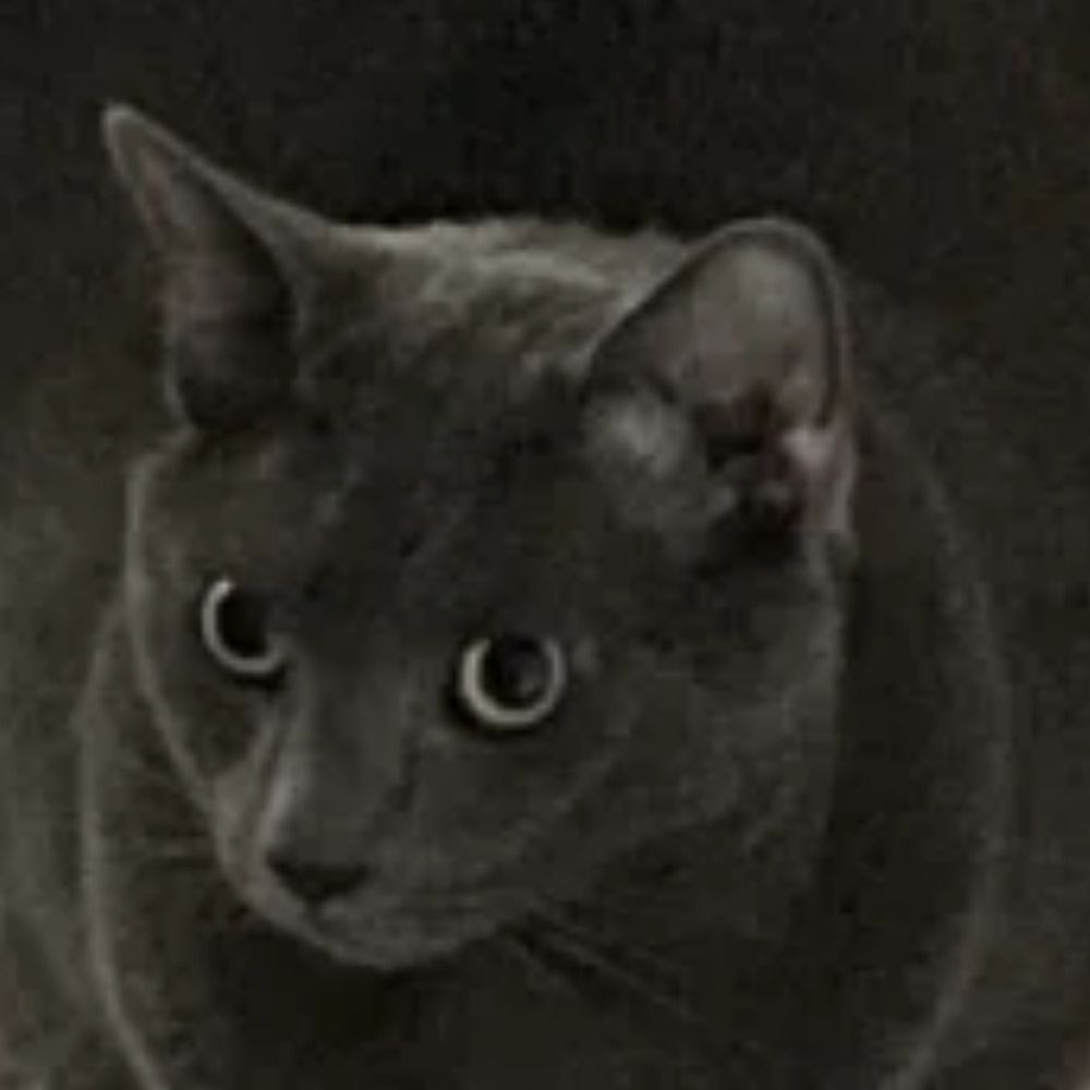 Piper
