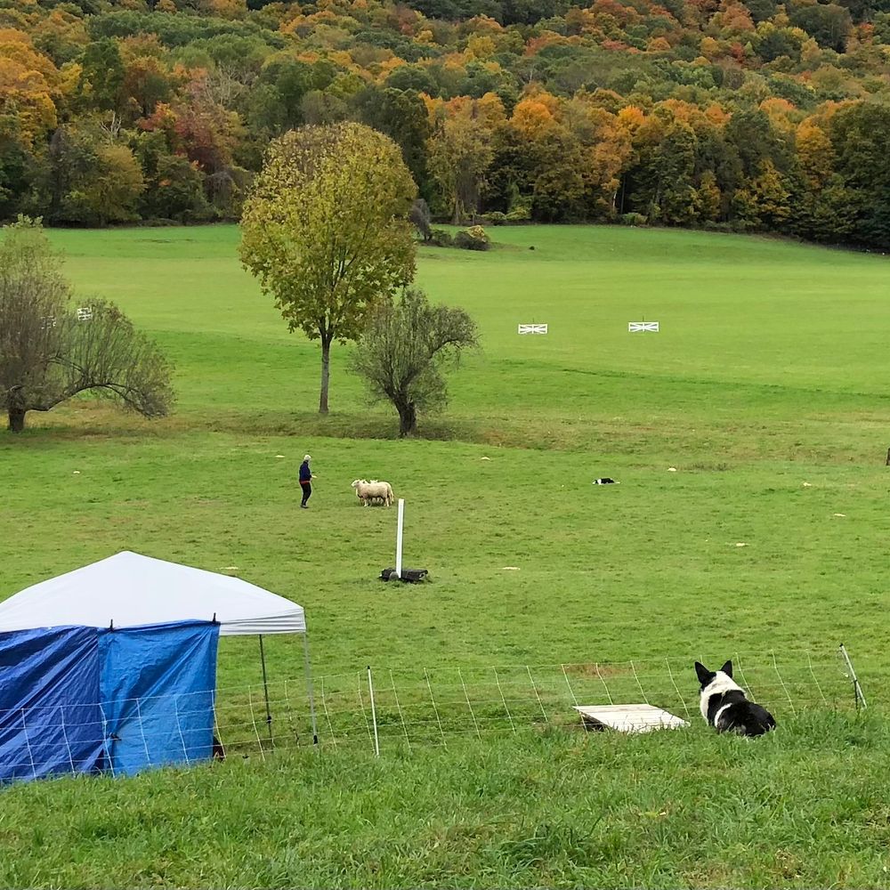 The Handlers Tent