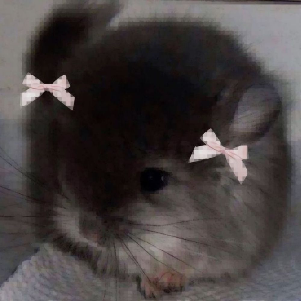 aninha 