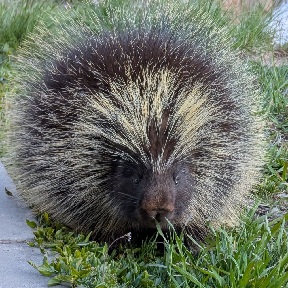 Mr Porcupine