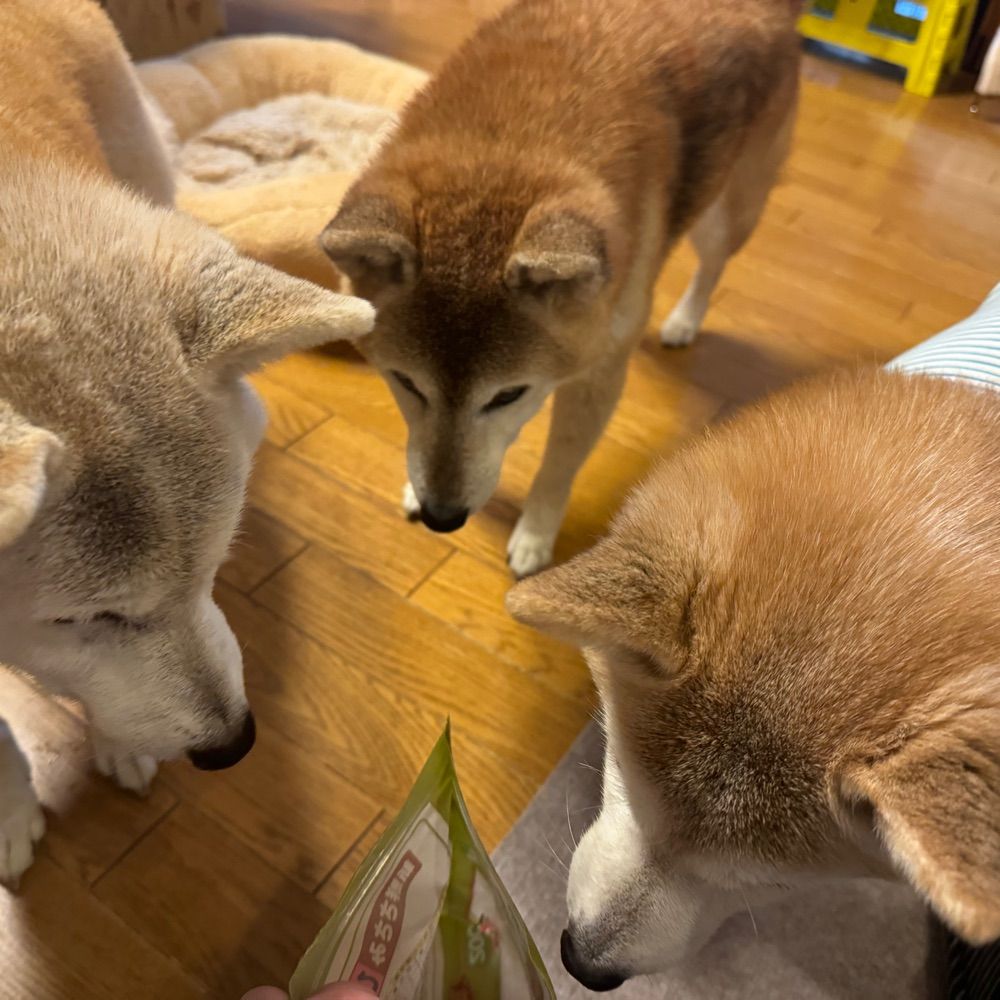 ごた