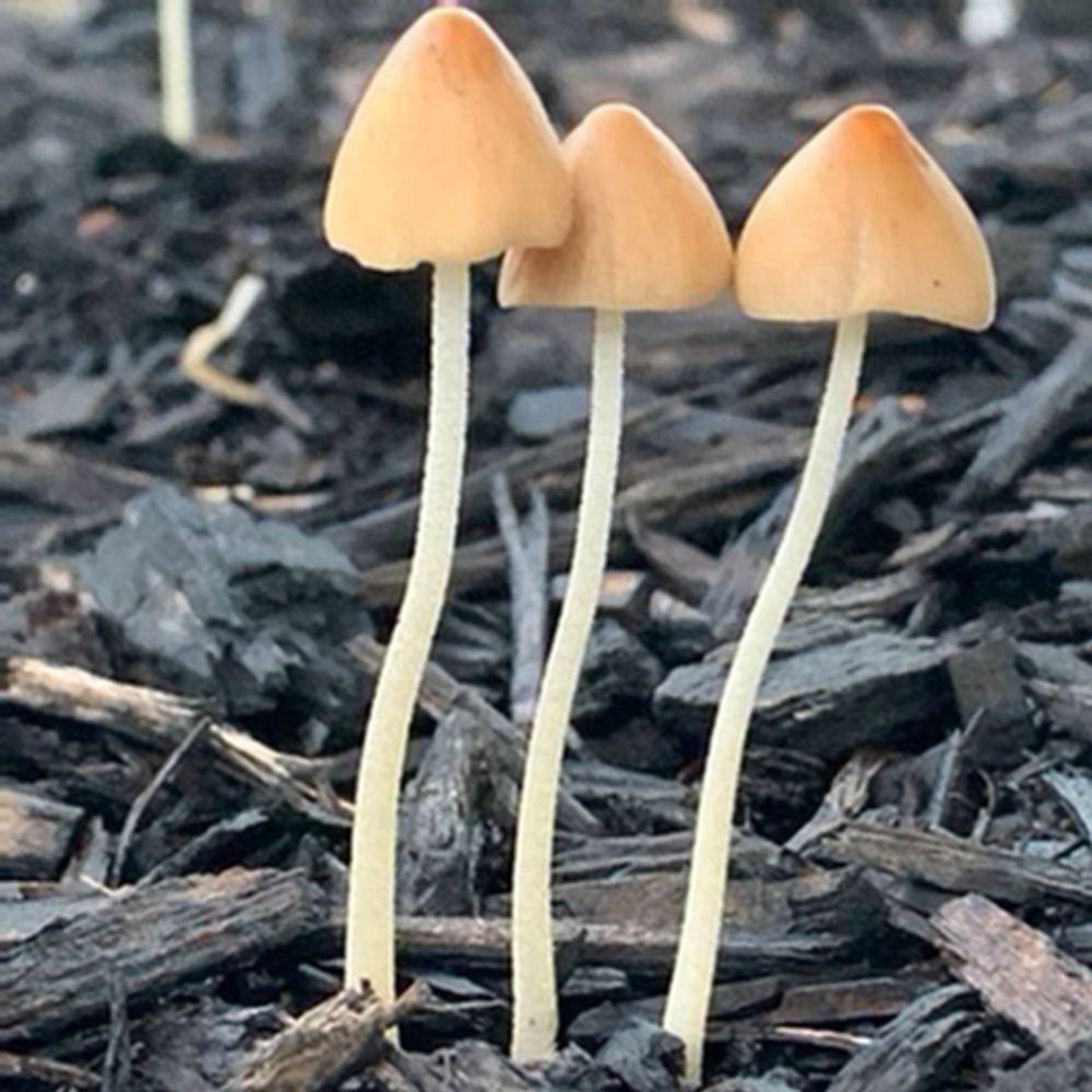 Fungi Friends