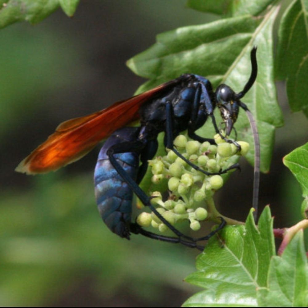 fia deerwasp