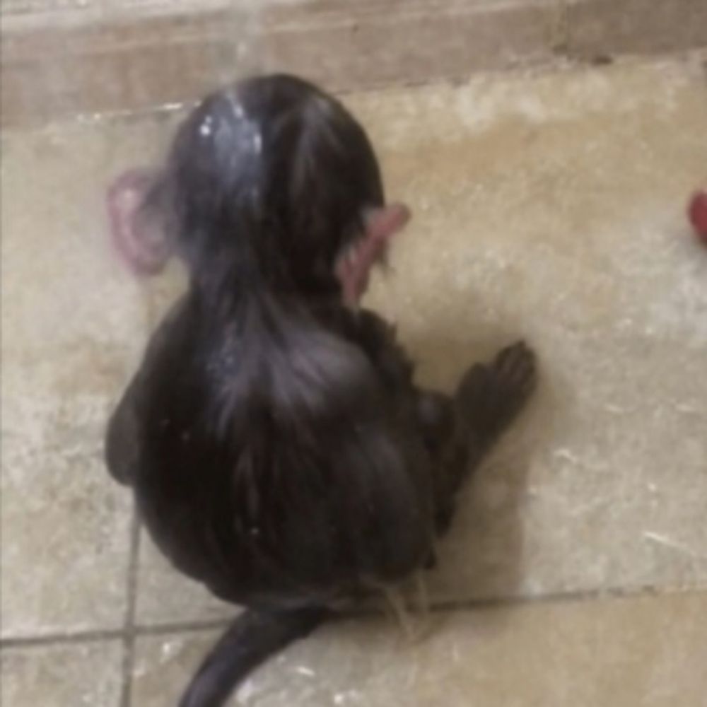 Macaquinho triste 